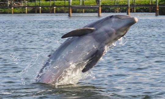 Recent dolphin sightings . 9/1/22