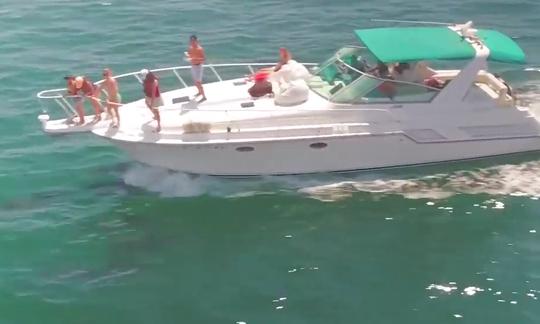 Visite touristique et excursion avec les dauphins à bord du yacht à moteur Bertram Express de 42 pieds à Los Angeles