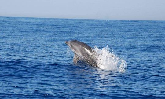 Alquiler de Capelli 900 RIB para un recorrido por cuevas y delfines en Albufeira, Faro