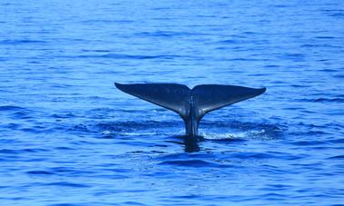 Cruzeiro privado de observação de baleias de 7 horas em Mirissa, Sri Lanka (sem aluguel de barco nu)