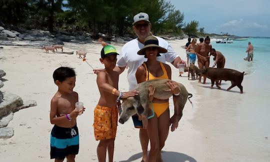 Play with Swimming Pigs