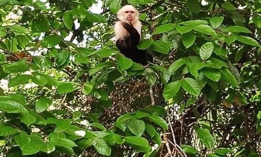 Safari por la jungla fluvial «Parque Nacional Palo Verde»