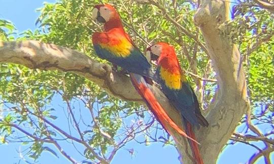 Safari por la jungla fluvial «Parque Nacional Palo Verde»