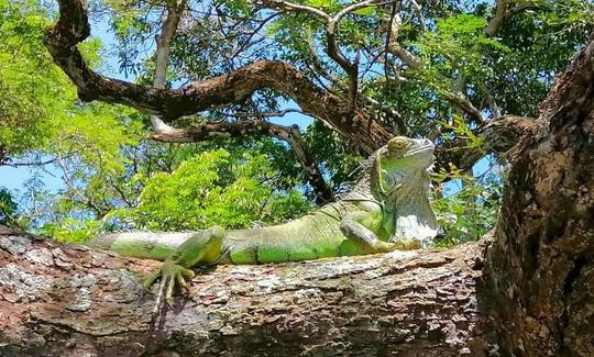 Safari por la jungla fluvial «Parque Nacional Palo Verde»