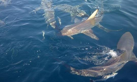 Buceo con tiburones en Umkomaas