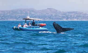 Barco inflável rígido de alta velocidade para observação de golfinhos e baleias em Dana Point