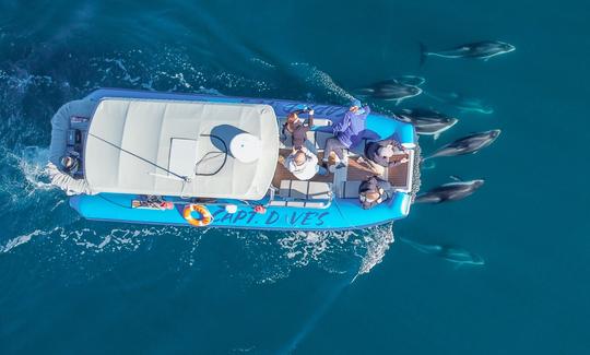 Barco inflável rígido de alta velocidade para observação de golfinhos e baleias em Dana Point