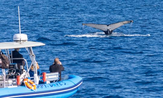 Barco inflável rígido de alta velocidade para observação de golfinhos e baleias em Dana Point