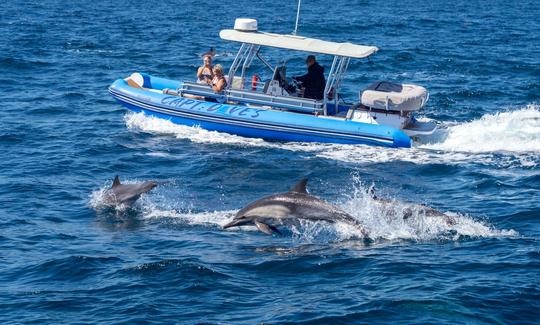 Barco inflável rígido de alta velocidade para observação de golfinhos e baleias em Dana Point