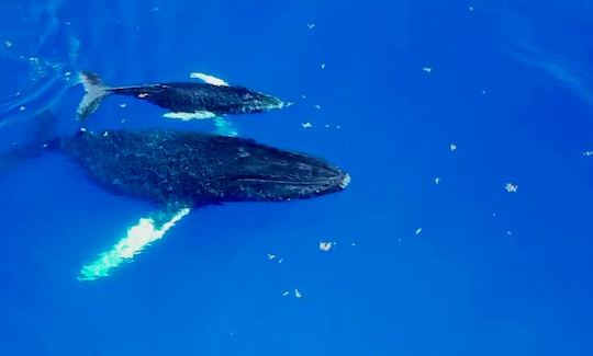 Lagoon 38 Whales Watching Private Charter in Saint-Martin