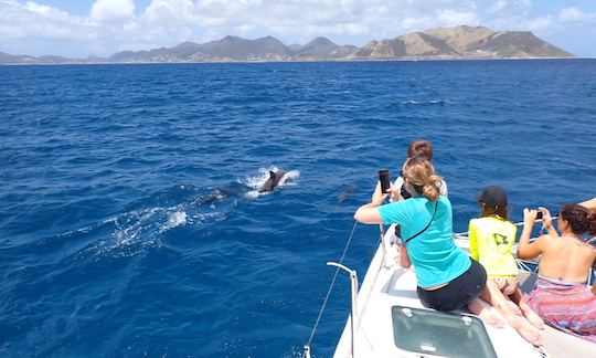 Lagoon 38 Whales Watching Private Charter in Saint-Martin