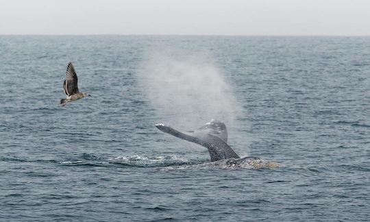 Private Whale Watch/Nature Cruise for up to 70 people