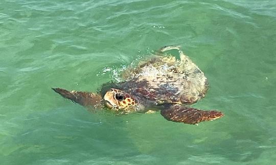 Loggerhead Sea Turtle