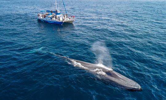 Catamaran with Underwater Viewing Pods for 5-Star Whale Watching in Dana Point