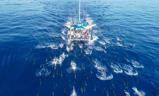 Catamaran with Underwater Viewing Pods for 5-Star Whale Watching in Dana Point