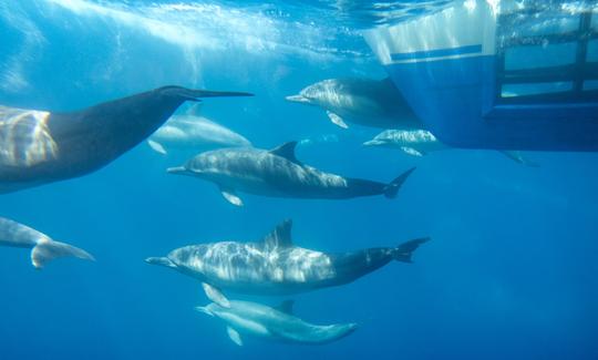 Catamaran with Underwater Viewing Pods for 5-Star Whale Watching in Dana Point