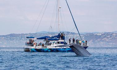 Catamarã com cápsulas de observação subaquática para observação de baleias 5 estrelas em Dana Point