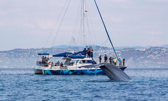 Catamaran with Underwater Viewing Pods for 5-Star Whale Watching in Dana Point