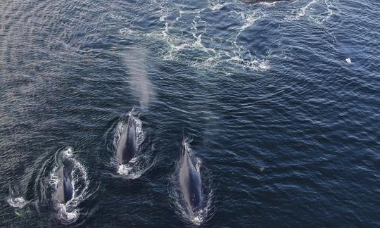 Excursion d'observation des baleines en mer à Sitka, en Alaska