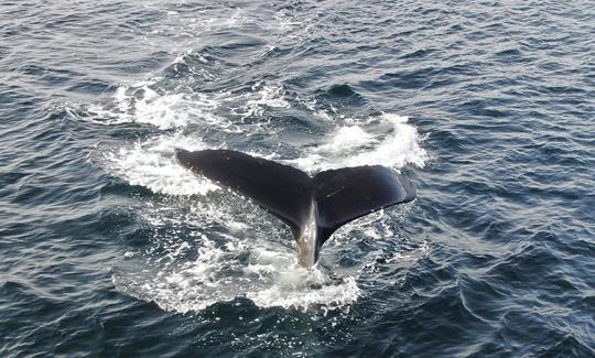 Excursion d'observation des baleines en mer à Sitka, en Alaska