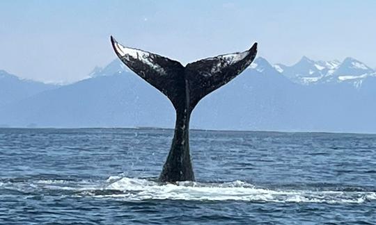 Excursion d'observation des baleines en mer à Sitka, en Alaska