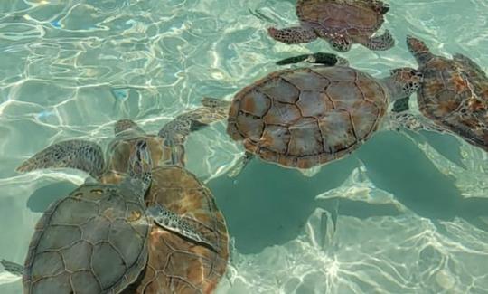 Spanish Wells, Isla Eleuthera Harbour, cerdos nadadores, rayas, columpios, tortugas 