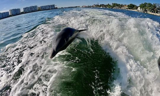 Passeios de barco e observação de golfinhos em Tampa com capitão local