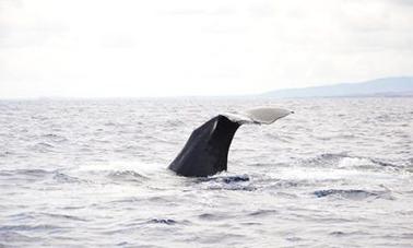 Encuentro con ballenas - Compartir - Adulto