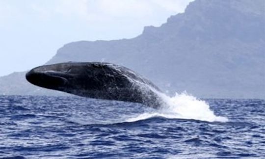 Rencontre avec les dauphins + les baleines + déjeuner à bord d'un bateau exclusif