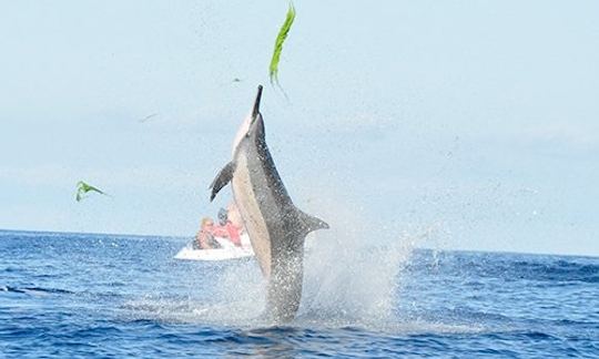 Rencontre avec les dauphins + les baleines + déjeuner à bord d'un bateau exclusif