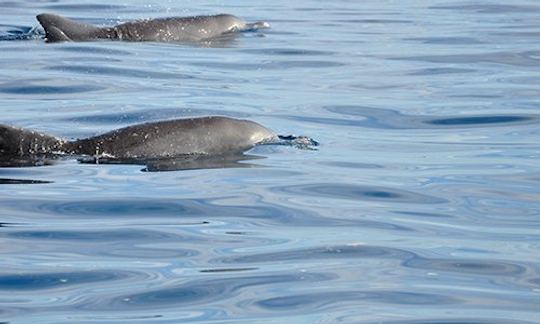 Rencontre avec les dauphins + les baleines + déjeuner à bord d'un bateau exclusif