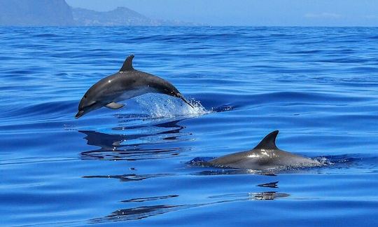 A pod of bottlenose dolphin, Tursiops aduncus, frequents Bahia San Francisco along the coastline of San Carlos. Here they are easily observed hunting