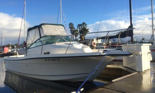 Bateau de pêche sportive - Excellente pêche