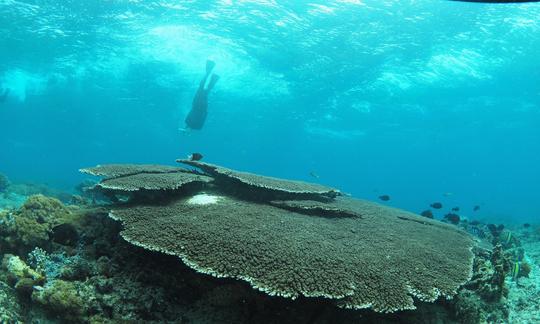 Snorkel Trip in Sanur Area (BALI)