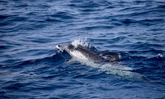 Catamaran d'observation des baleines et des dauphins 100 % électrique (expérience de groupe partagée)