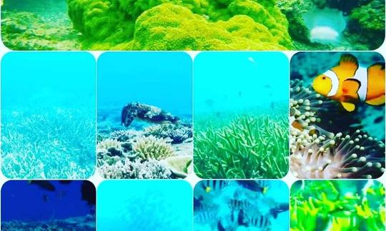 Green Coral
-Green Coral + Turtle Trip +mini maldives
-3 spot
RM500