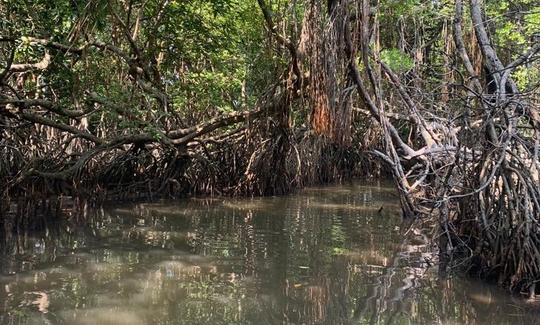 Aventura en manglares en Bentota