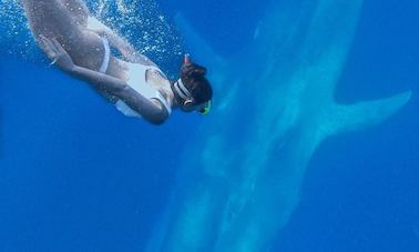 Snorkeling with Whales in Mirissa, Sri Lanka