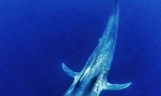 スリランカのミリッサでクジラとシュノーケリング