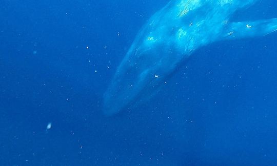 スリランカのミリッサでクジラとシュノーケリング