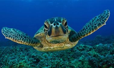 Snorkeling with Dolphins and Turtles in Mirissa, Sri Lanka