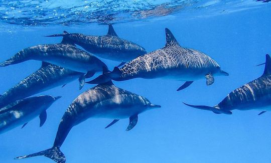 Buceo con delfines y tortugas en Mirissa, Sri Lanka