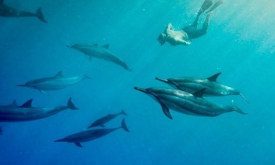 Buceo con delfines y tortugas en Mirissa, Sri Lanka