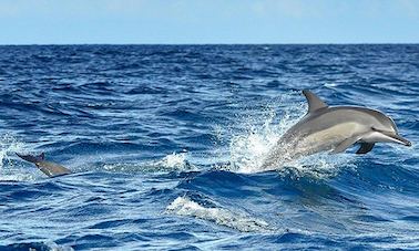 Dolphin Watching in Kalpitiya, Sri Lanka