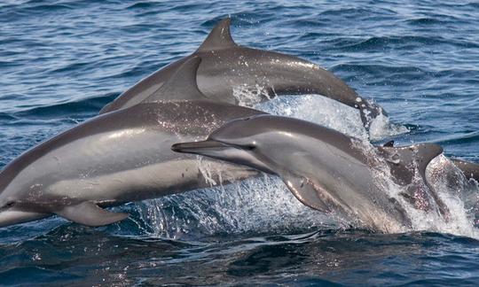 Observation de dauphins à Kalpitiya, Sri Lanka