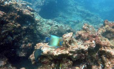 Scuba Diving in Hikkaduwa, Sri Lanka