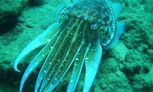 Buceo nocturno en Negombo, Sri Lanka