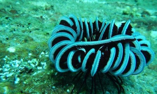 Buceo en Negombo, Sri Lanka