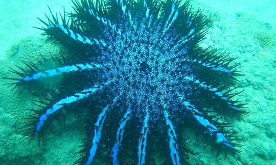 Mergulho com snorkel em Negombo, Sri Lanka