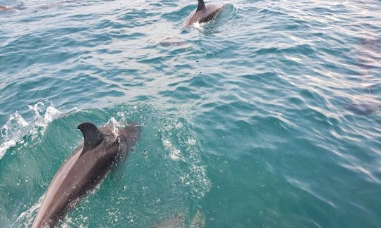 The dolphins follows us home on a offshore trip, about 12 miles out.